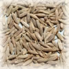 Cumin seed 