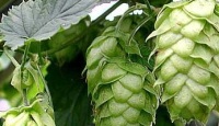 AROMA HOPS